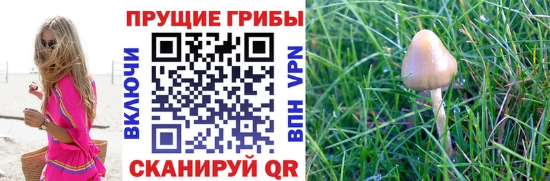 купить   Муром  Галлюциногенные грибы Psilocybe 